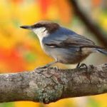 Brown Headed Nuthatch