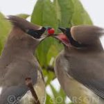Cedar Waxwing
